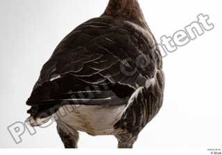 Greater white-fronted goose Anser albifrons back tail 0001.jpg